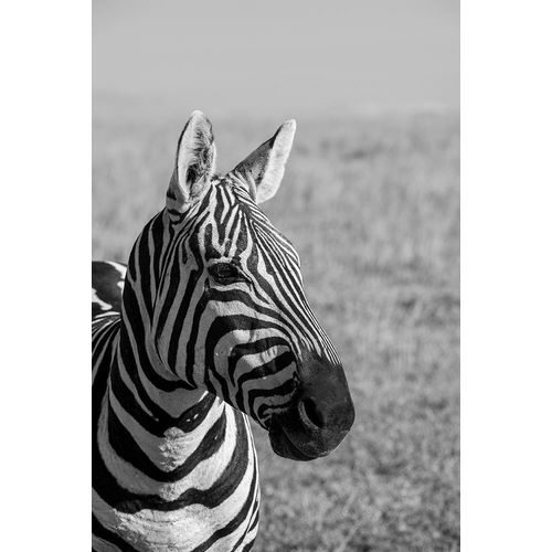 Hopkins, Cindy Miller 아티스트의 Africa-Kenya-Laikipia Plateau-Ol Pejeta Conservancy-Bruchells zebra-Equus burchellii작품입니다.